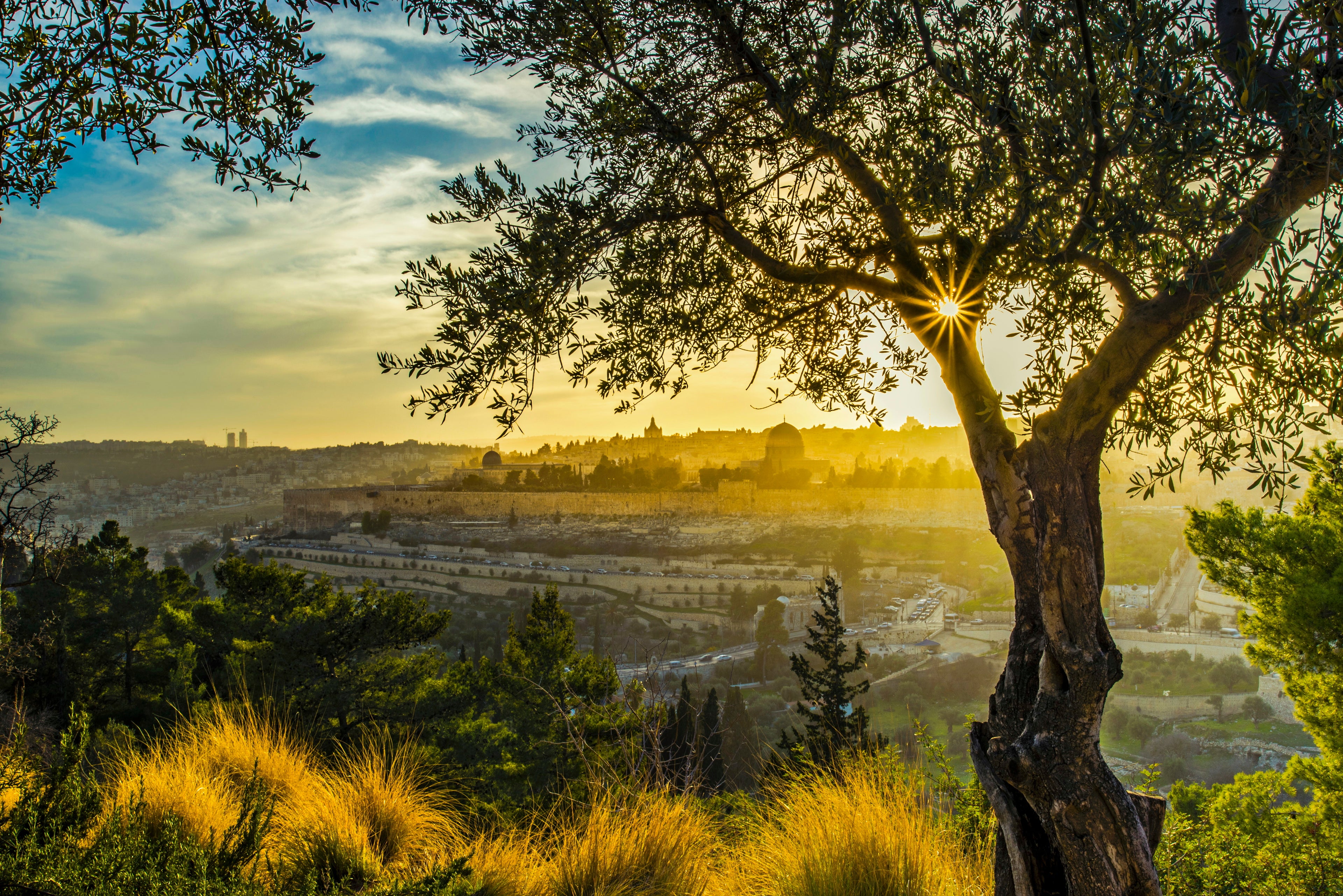 Olive tree mimicking the garden of gethsemane overlooking the city of Jerusalem.